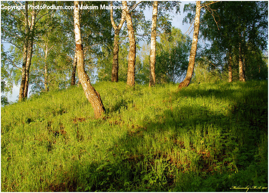 Conifer, Fir, Plant, Tree, Birch, Wood, Forest