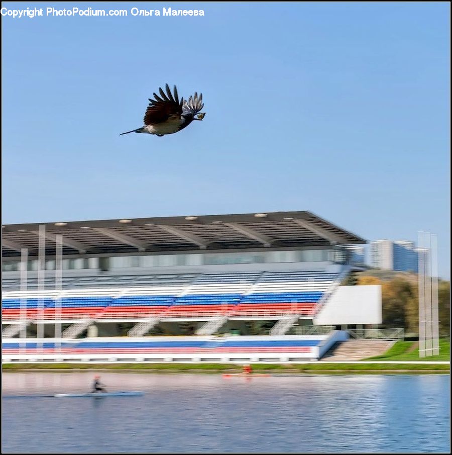Bird, Magpie, Swallow, Kite Bird, Building, Office Building, Housing