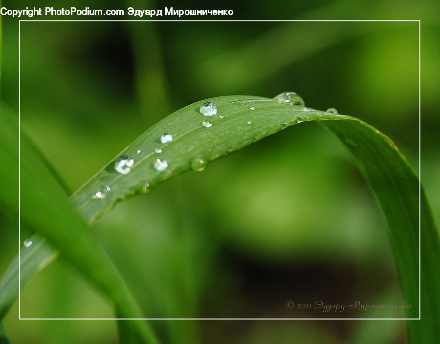 Droplet, Field, Grass, Grassland, Plant, Blossom, Flora