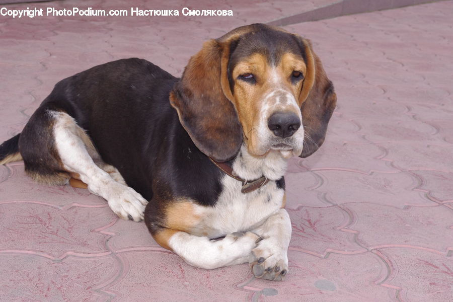 Animal, Beagle, Canine, Dog, Hound, Mammal, Pet