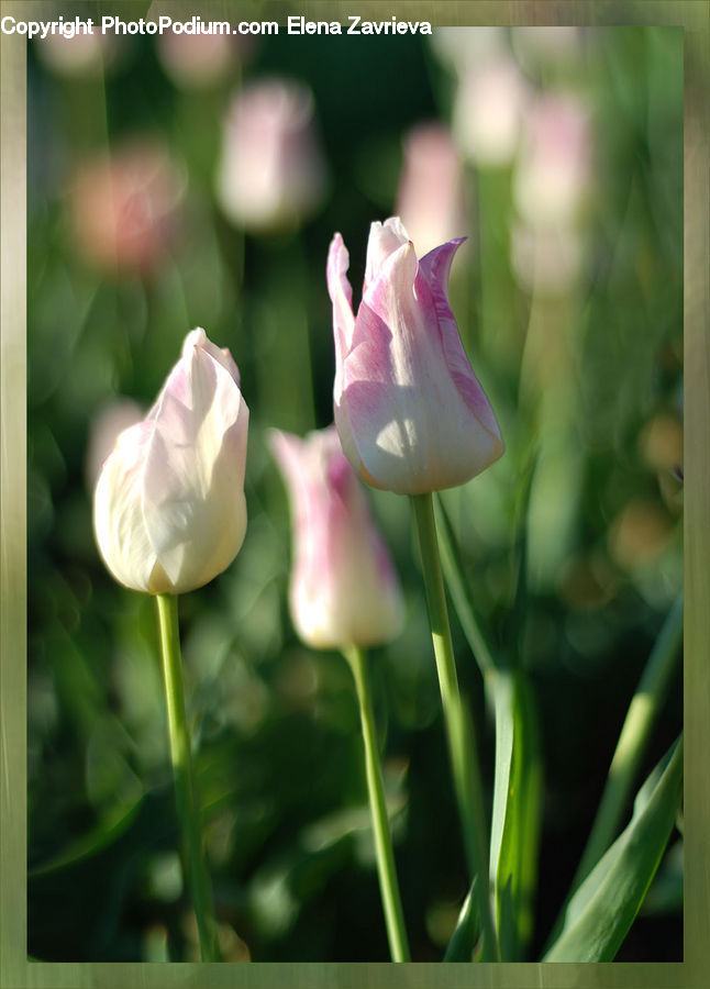 Blossom, Flora, Flower, Plant, Tulip, Gladiolus, Rose