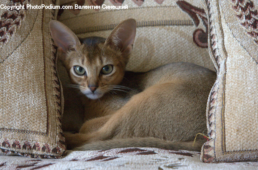 Abyssinian, Animal, Cat, Mammal, Pet, Kitten