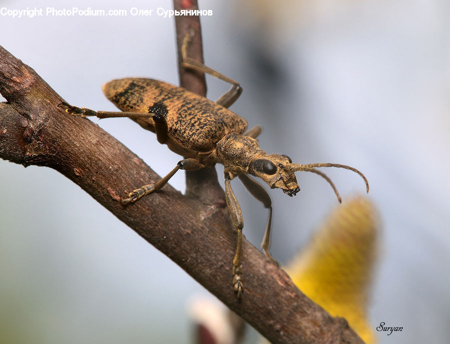 Cricket Insect, Grasshopper, Insect, Invertebrate, Amphibian, Frog, Wildlife