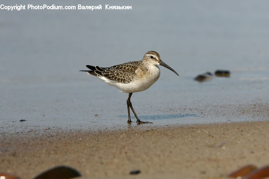 Bird, Beak, Seagull, Beach, Coast, Outdoors, Sea