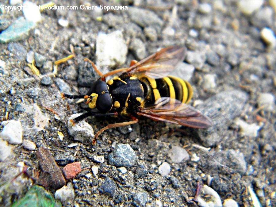 Bee, Hornet, Insect, Invertebrate, Wasp