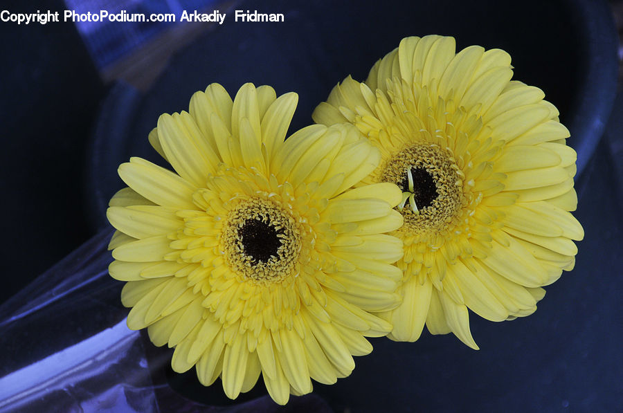 Plant, Potted Plant, Blossom, Flora, Flower, Petal, Daisies