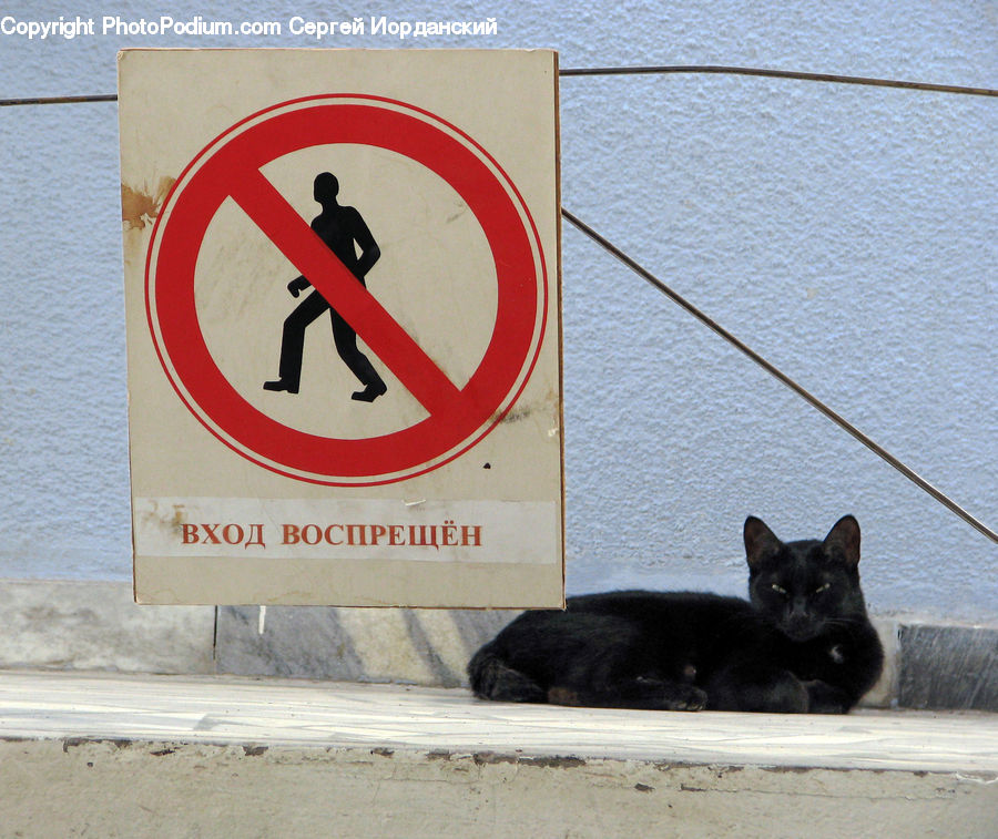 Animal, Black Cat, Cat, Mammal, Pet, Road Sign, Sign