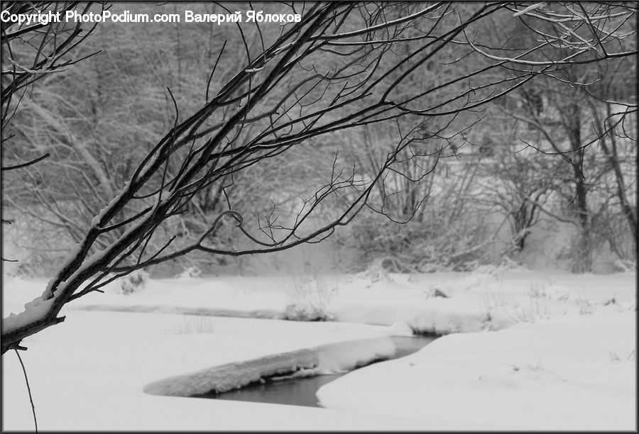 Ice, Outdoors, Snow, Bench, Plant, Tree, Forest