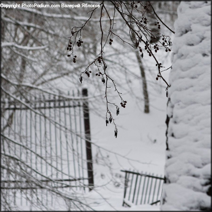 Fence, Ice, Outdoors, Snow, Birch, Tree, Wood