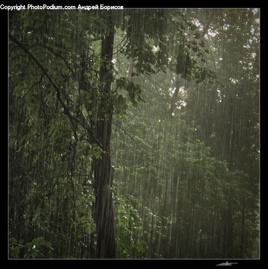Forest, Vegetation, Fog, Mist, Outdoors, Jungle, Landscape