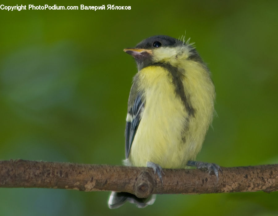 Bird, Canary, Finch, Head, Portrait