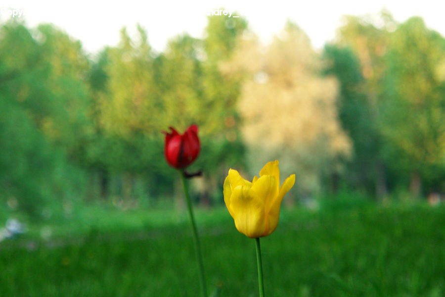 Blossom, Flora, Flower, Plant, Tulip, Field, Grass