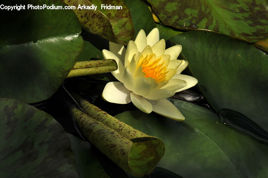 Flower, Lily, Plant, Pond Lily, Banana, Fruit, Cucumber