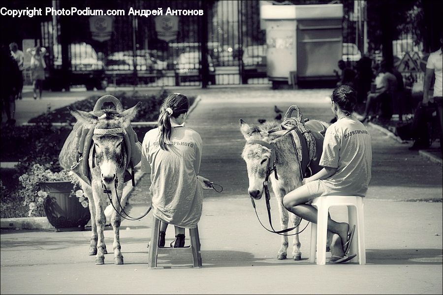 Bench, Animal, Horse, Mammal, Chair, Furniture, Leisure Activities