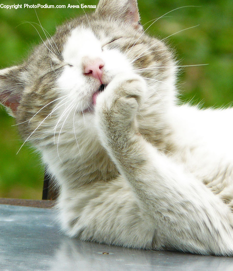 Animal, Cat, Kitten, Mammal, Pet, Manx, Leisure Activities