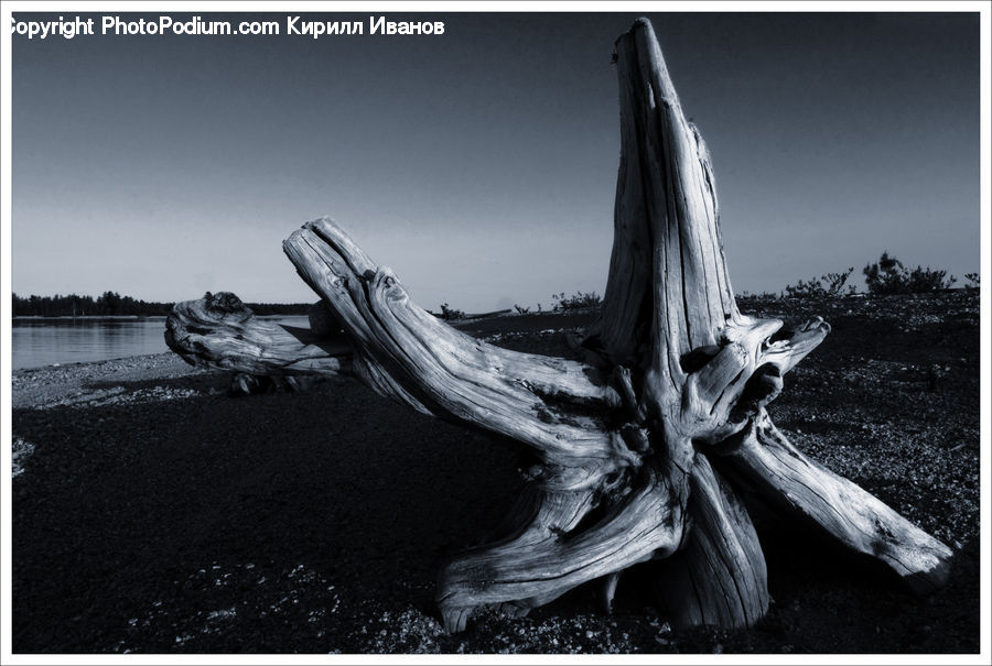 Garlic, Plant, Driftwood, Wood