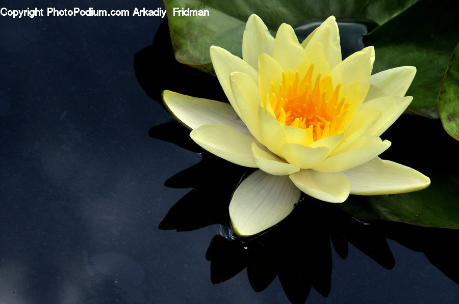 Flower, Lily, Plant, Pond Lily, Blossom, Dahlia, Flora