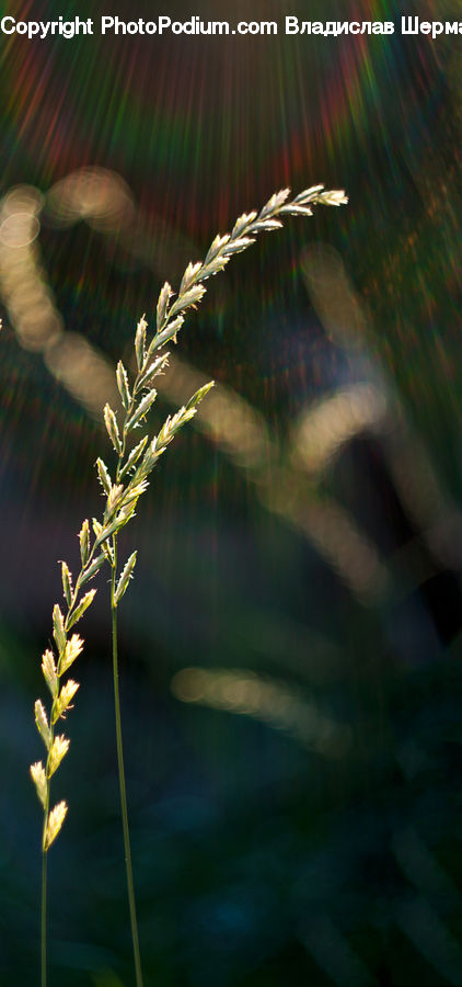 People, Person, Human, Field, Grass, Grassland, Plant