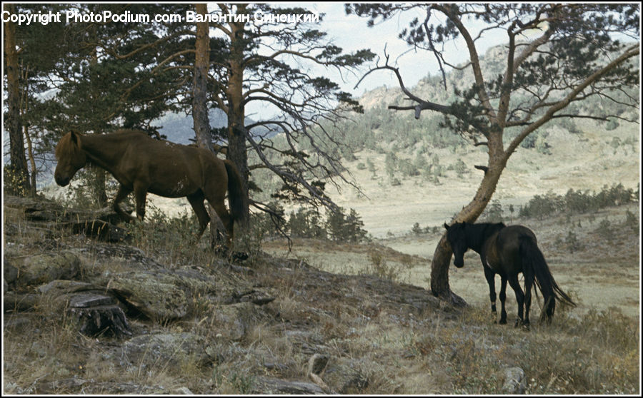 Animal, Horse, Mammal, Grassland, Outdoors, Savanna, Rock