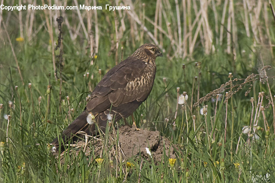 Bird, Buzzard, Harrier, Hawk, Vulture, Blackbird, Plant