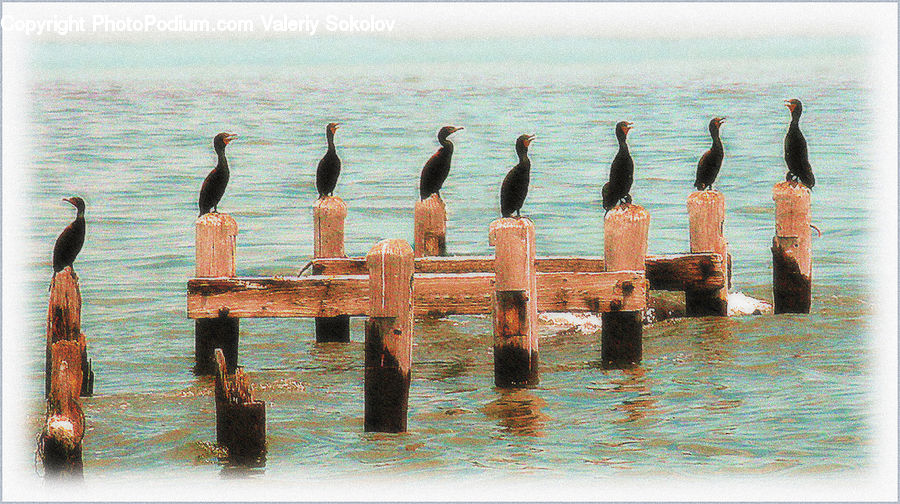 Bird, Cormorant, Waterfowl, Outdoors, Sea, Water, Dock