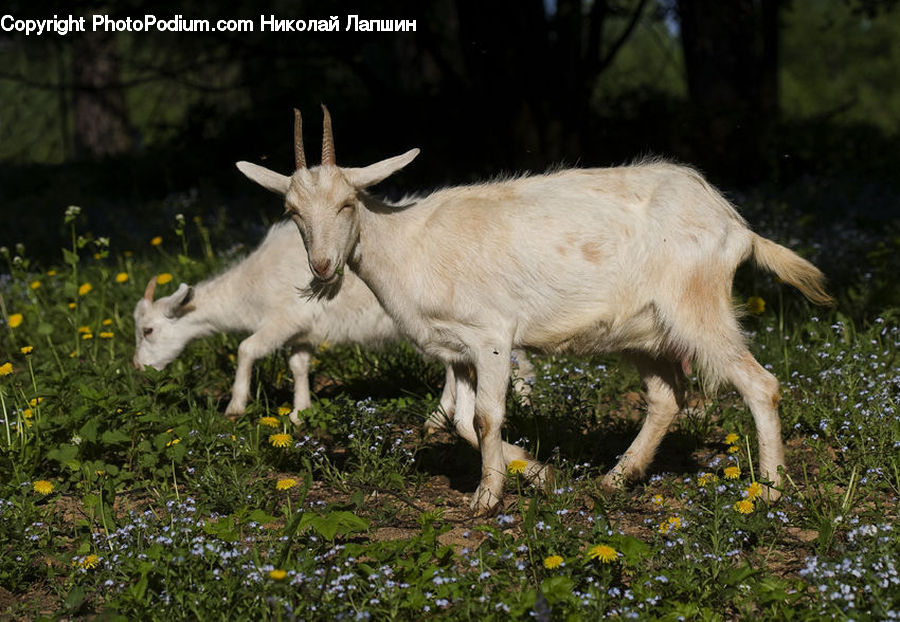 Animal, Goat, Mammal, Mountain Goat, Plant, Vegetation, Blossom