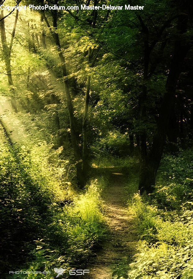 Forest, Vegetation, Dirt Road, Gravel, Road, Grove, Land