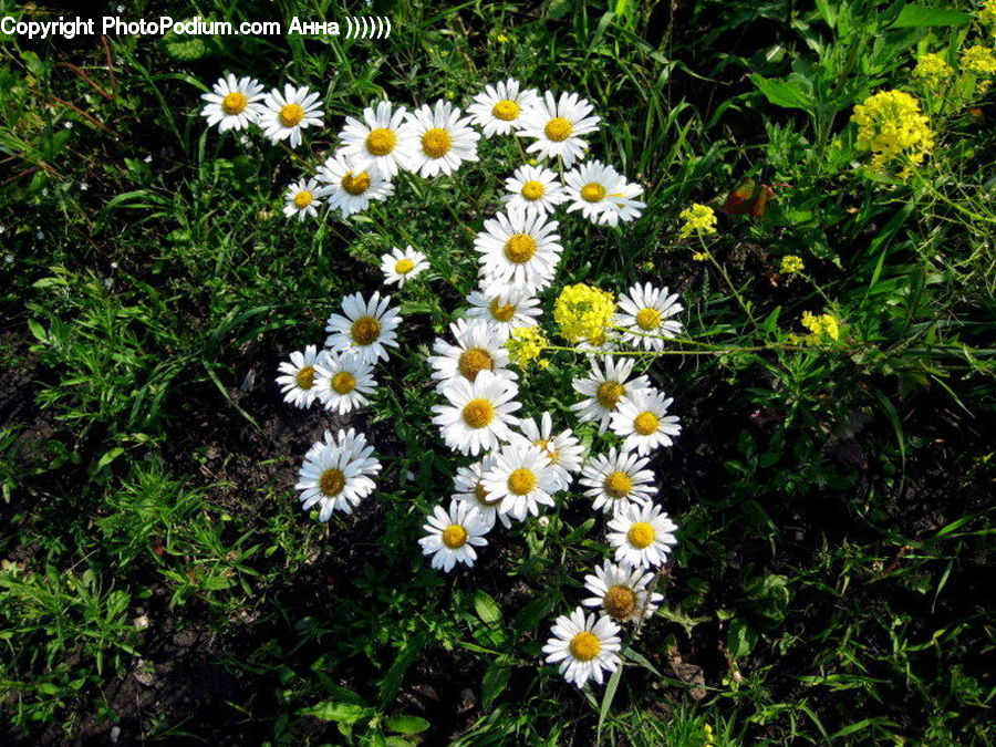 Asteraceae, Blossom, Flora, Flower, Plant, Daisies, Daisy