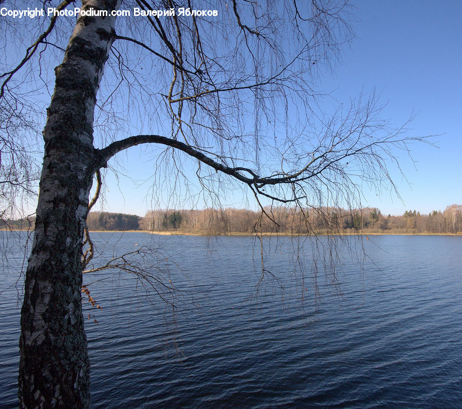 Tree Trunk, Birch, Tree, Wood, Plant, Willow, Oak