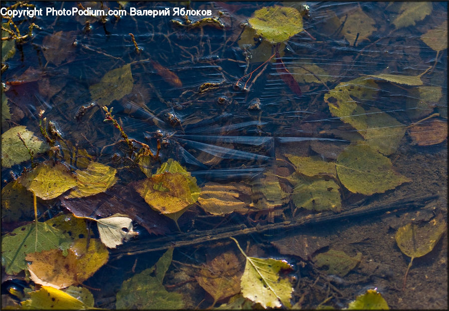 Art, Water, Aerial View, Aphid, Insect, Invertebrate, Food