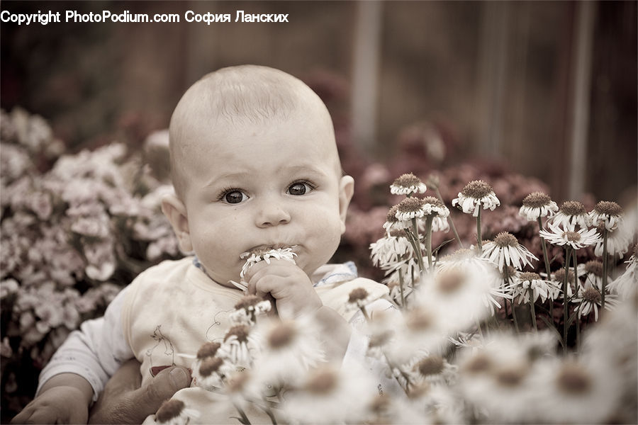 People, Person, Human, Daisies, Daisy, Flower, Plant