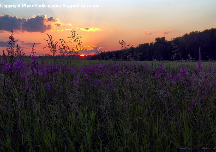 Lavender, Plant, Blossom, Crocus, Flora, Flower, Dusk