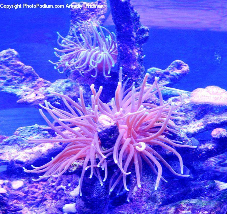 Coral Reef, Outdoors, Reef, Sea, Sea Life, Water, Invertebrate