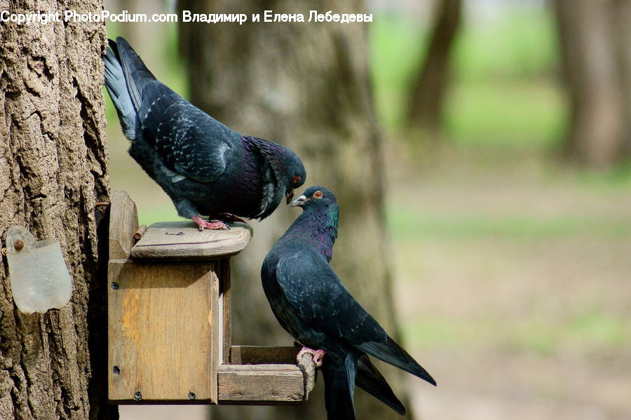 Bird, Pigeon, Blackbird, Crow, Dove, Swallow, Plywood