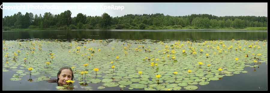 Outdoors, Pond, Water, Blossom, Flora, Flower, Plant