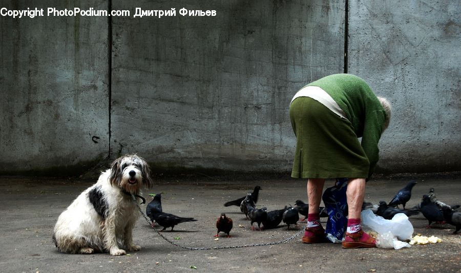 Bird, Pigeon, People, Person, Human, Animal, Canine