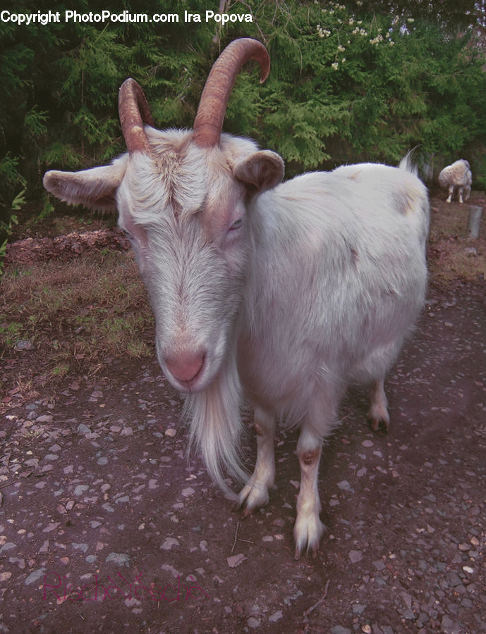 Animal, Goat, Mammal, Mountain Goat