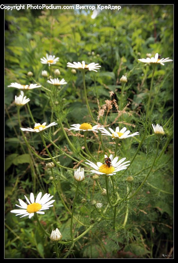 Asteraceae, Blossom, Flora, Flower, Plant, Daisies, Daisy