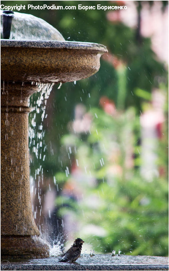 Fountain, Water, Land, Marsh, Pond, Swamp, Field