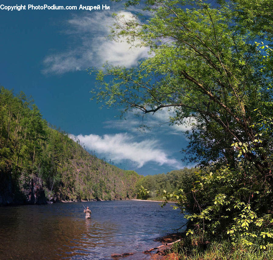 Forest, Jungle, Outdoors, River, Water, Rainforest, Vegetation