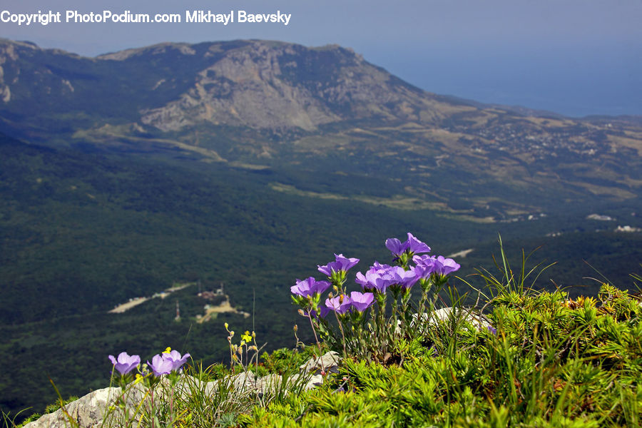 Blossom, Crocus, Flora, Flower, Plant, Aquilegia, Cosmos