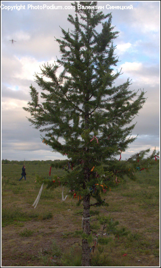 Conifer, Fir, Spruce, Wood, Plant, Tree, Field