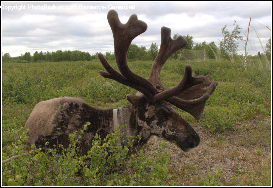 Animal, Deer, Elk, Mammal, Wildlife, Angus, Bull