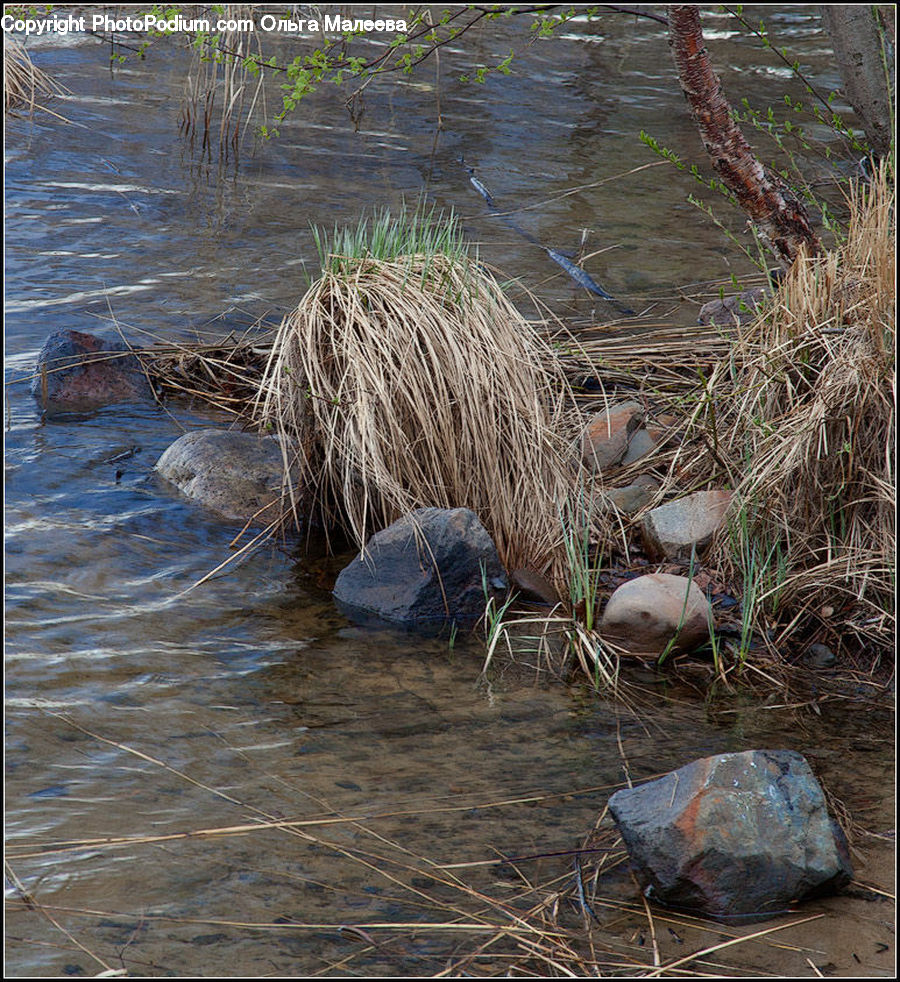 Animal, Beaver, Mammal, Rodent, Rock, Field, Grass