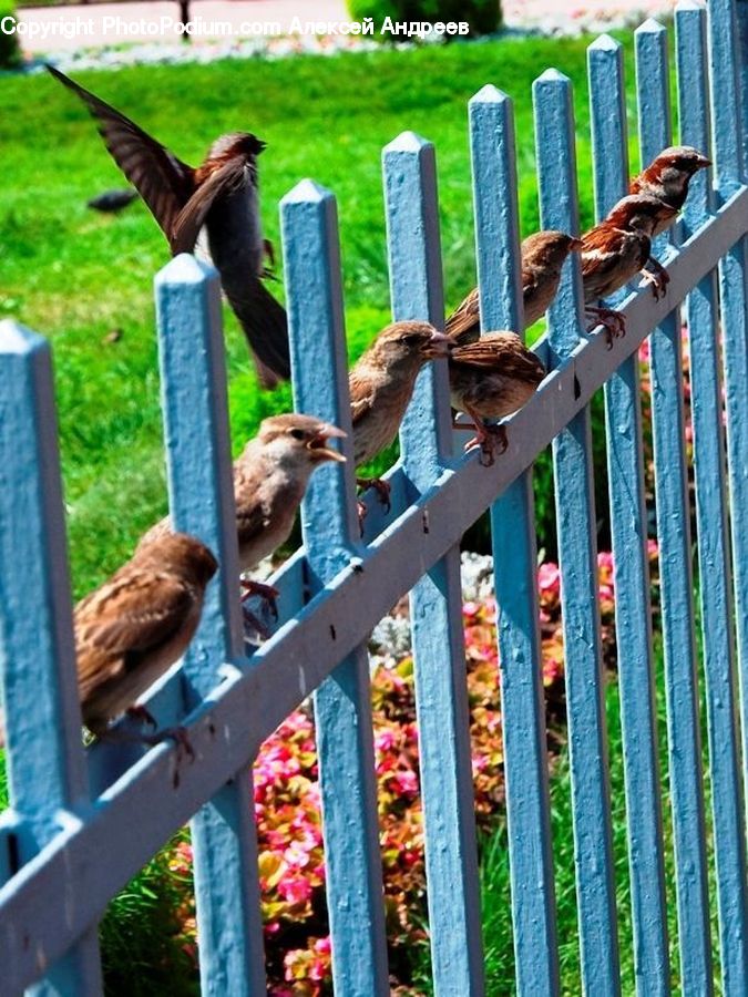 People, Person, Human, Bird, Sparrow, Fence, Animal