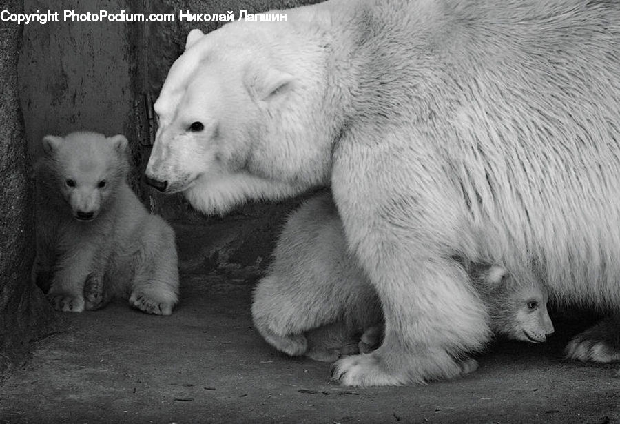 Animal, Bear, Mammal, Zoo, Polar Bear
