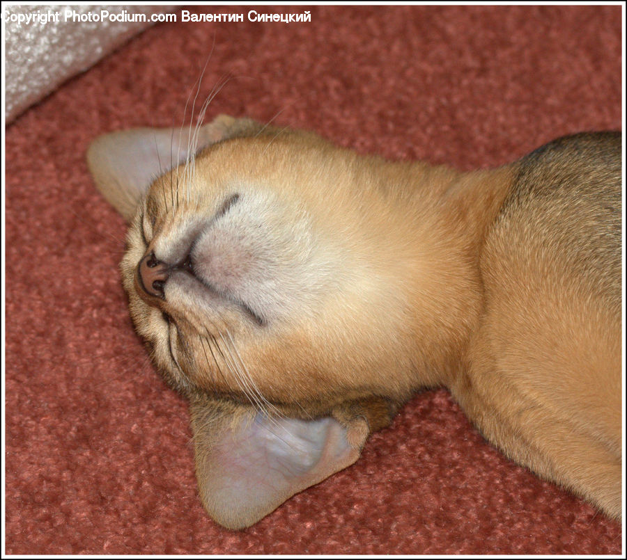 Abyssinian, Animal, Cat, Mammal, Pet, Siamese