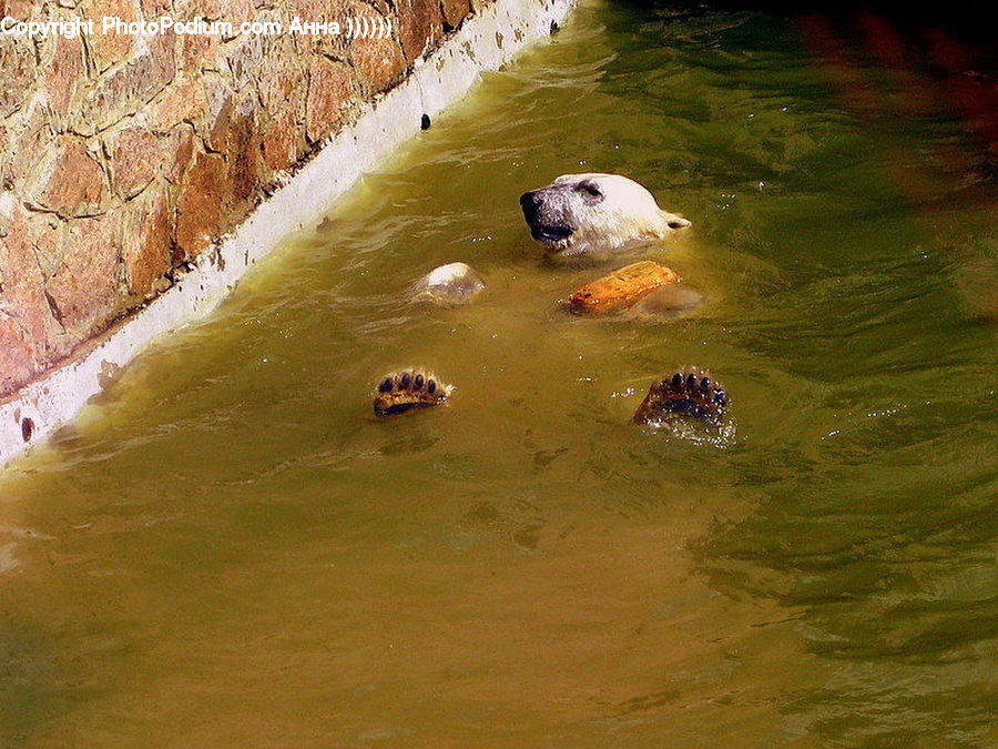 Animal, Bear, Giant Panda, Mammal, Algae, Polar Bear