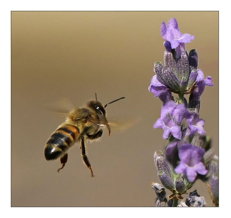 Bee, Insect, Invertebrate, Apidae, Bumblebee, Lavender, Plant
