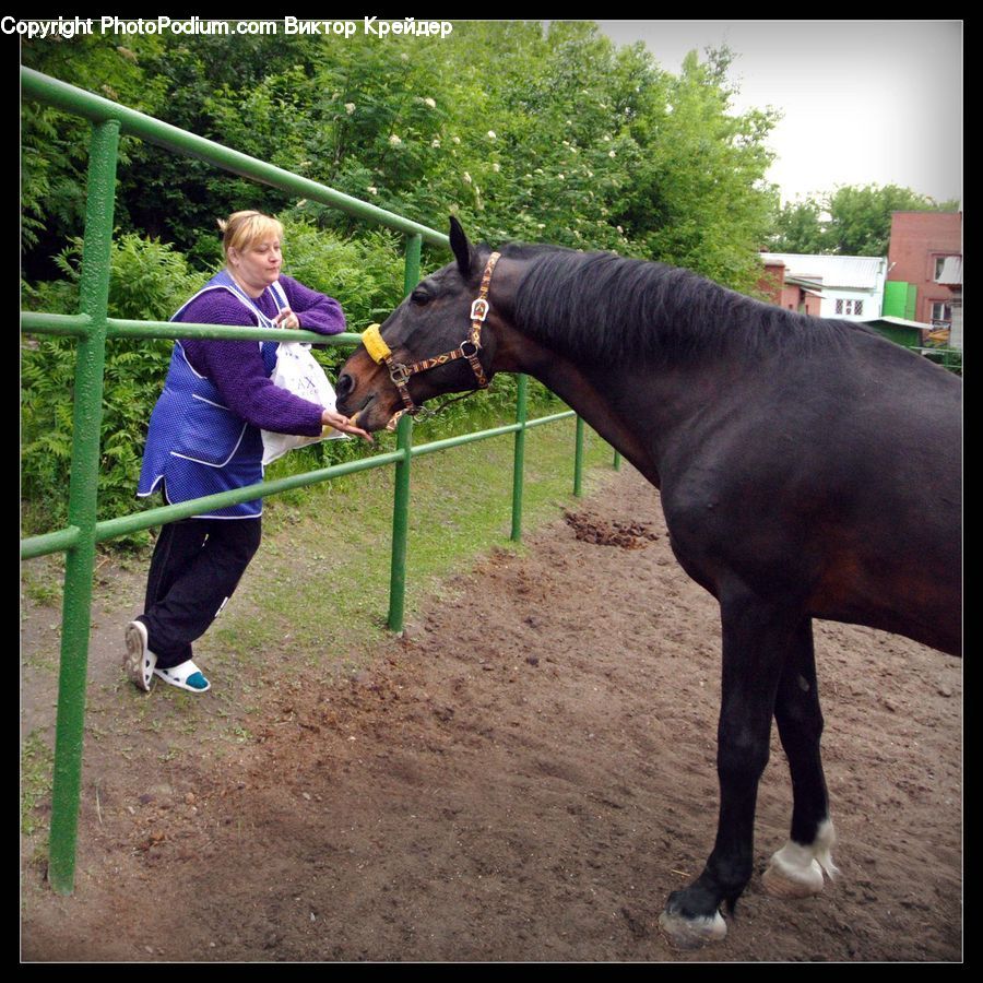 People, Person, Human, Animal, Colt Horse, Horse, Equestrian